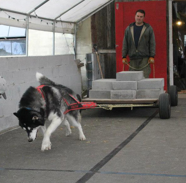 Canine Weight Pull