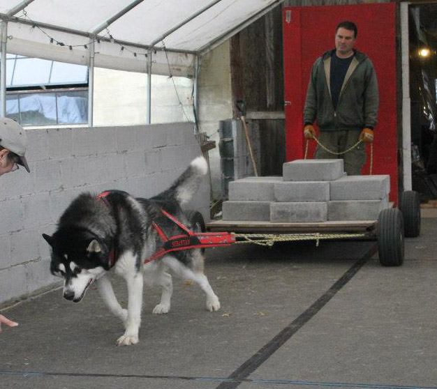 Canine Weight Pull