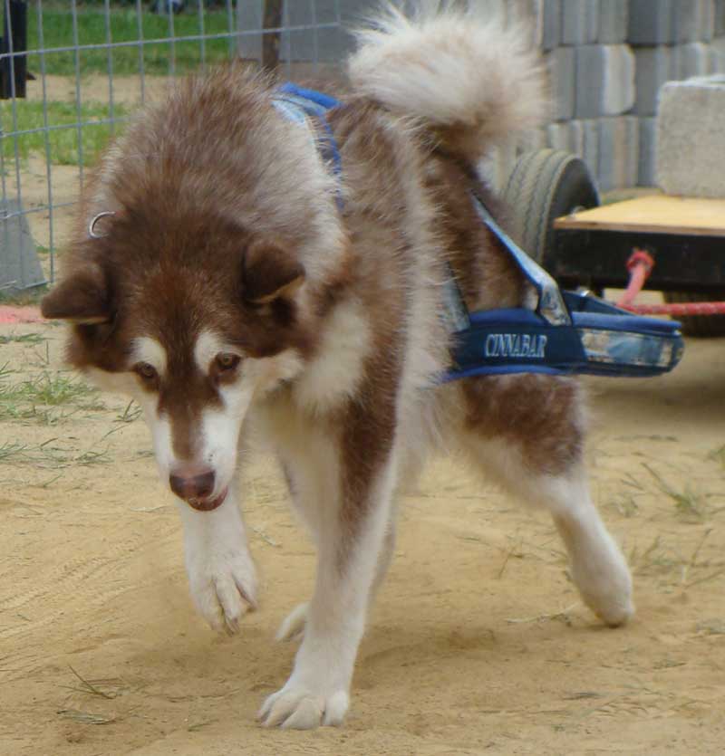 Canine Weight Pull