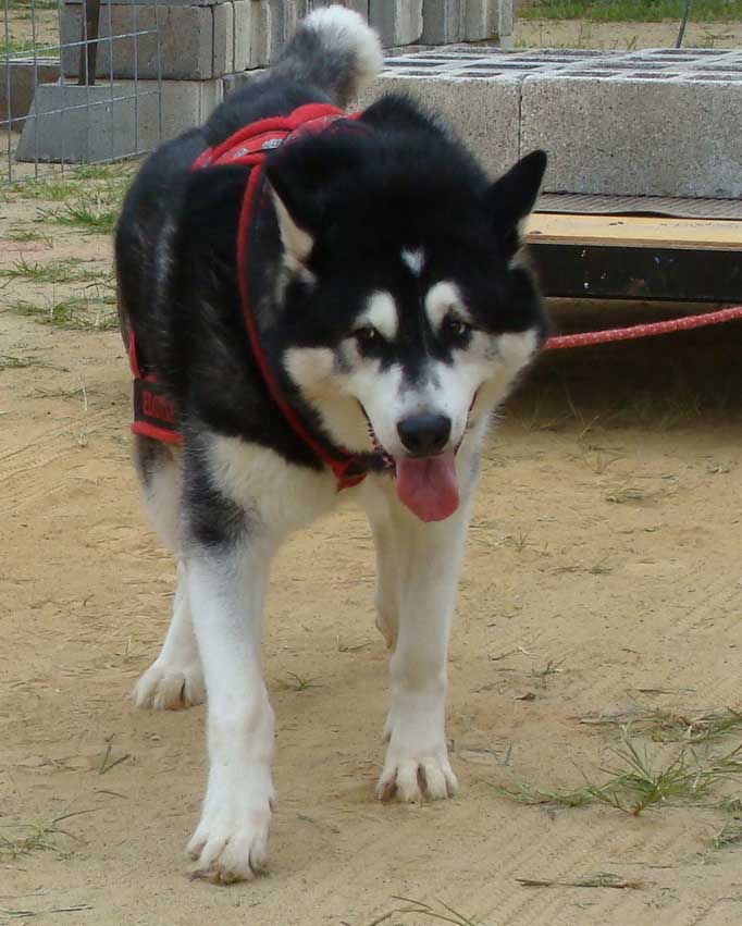 Canine Weight Pull