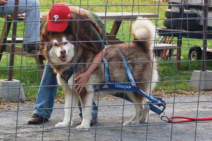 Canine Weight Pull