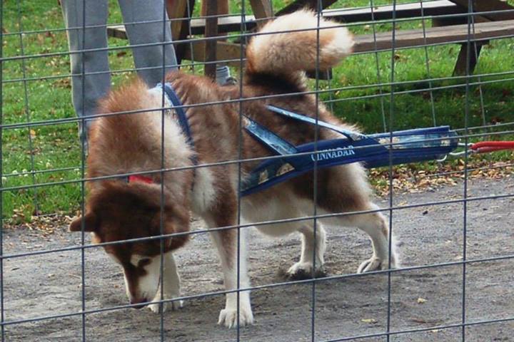 Canine Weight Pull