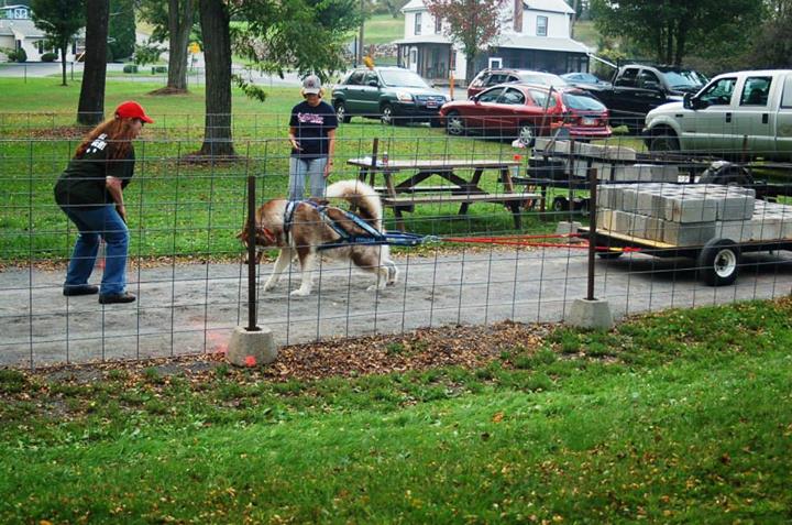 Canine Weight Pull