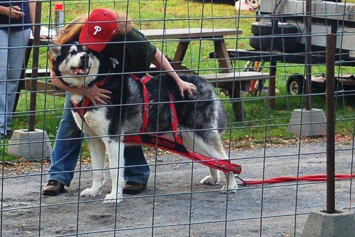 Canine Weight Pull