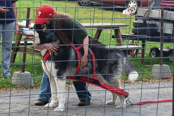 Canine Weight Pull