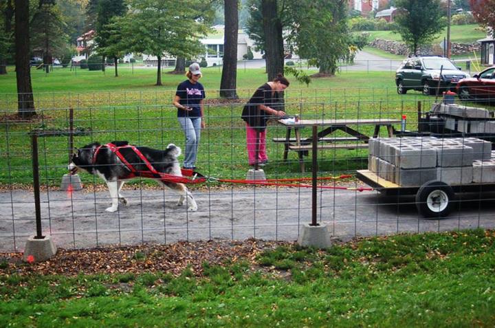 Canine Weight Pull