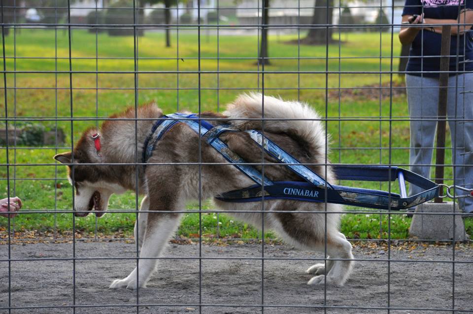 Canine Weight Pull