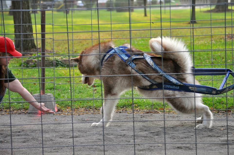 Canine Weight Pull