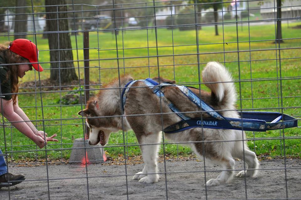 Canine Weight Pull