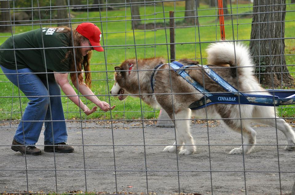 Canine Weight Pull