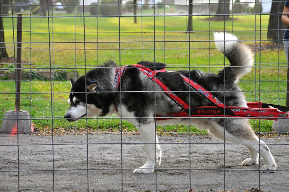 Canine Weight Pull