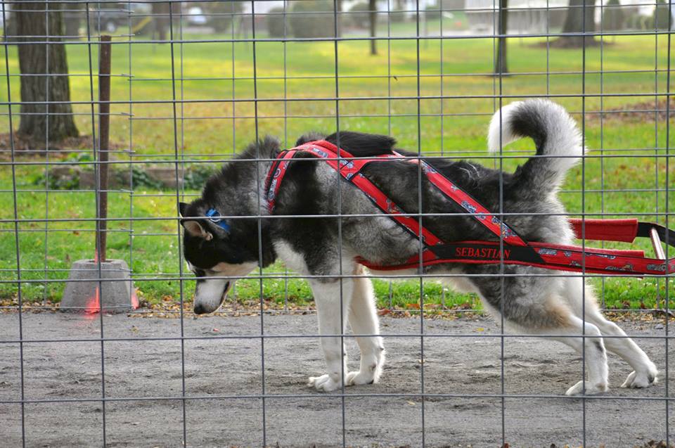 Canine Weight Pull