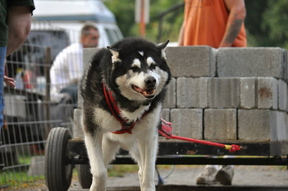 Canine Weight Pull