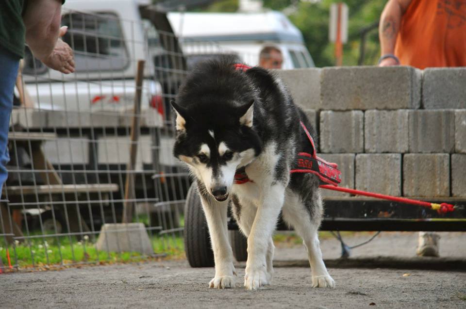 Canine Weight Pull