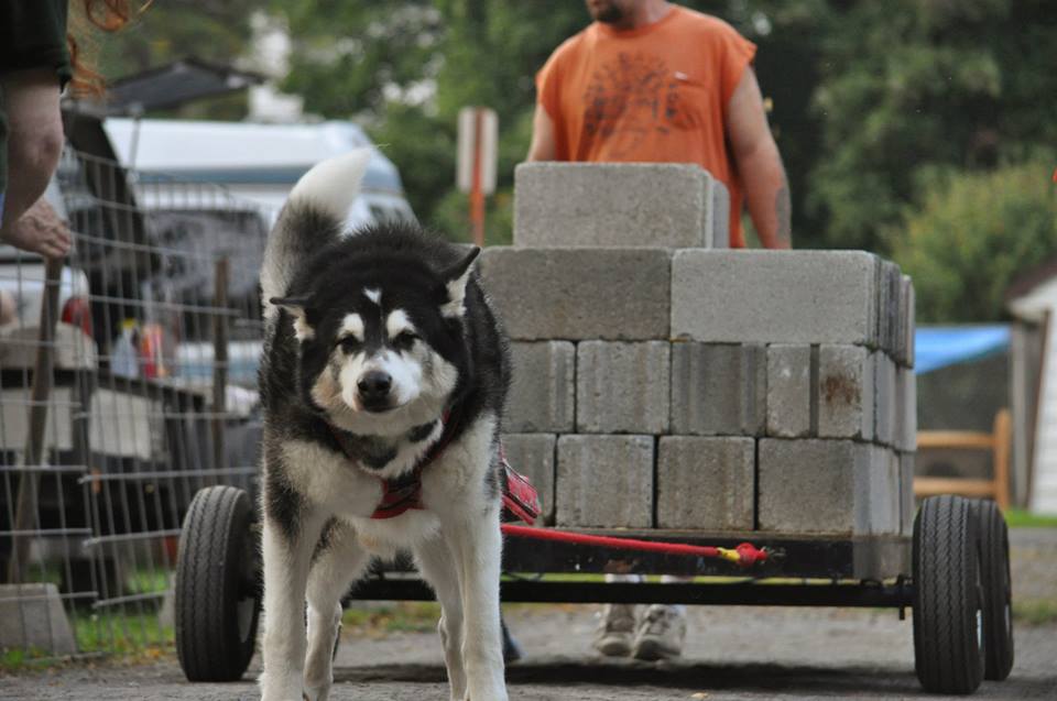 Canine Weight Pull