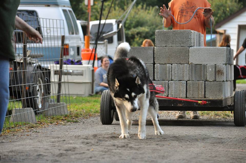 Canine Weight Pull