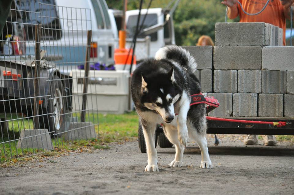 Canine Weight Pull