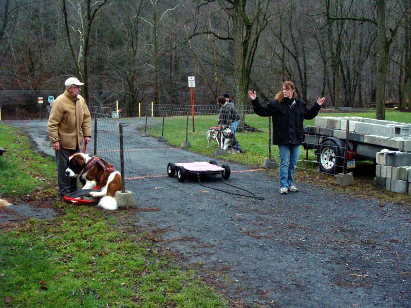 Canine Weight Pull