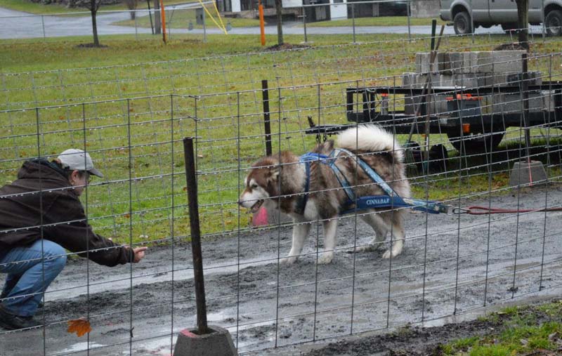 Canine Weight Pull