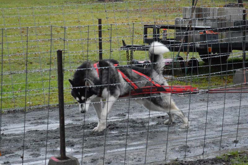 Canine Weight Pull