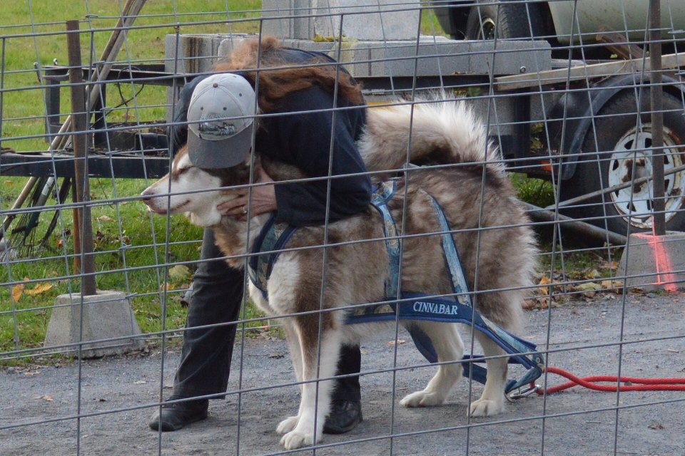 Canine Weight Pull