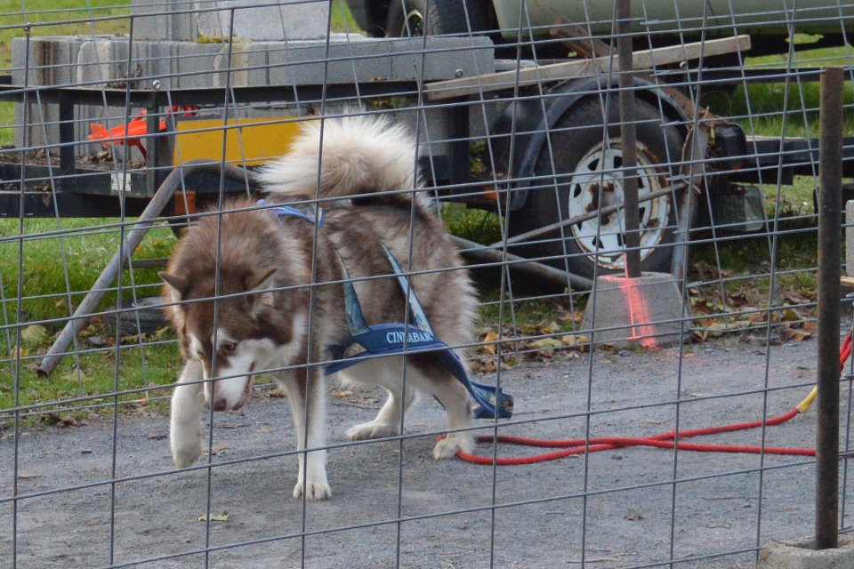 Canine Weight Pull