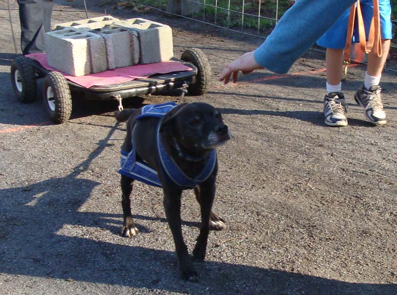 Canine Weight Pull