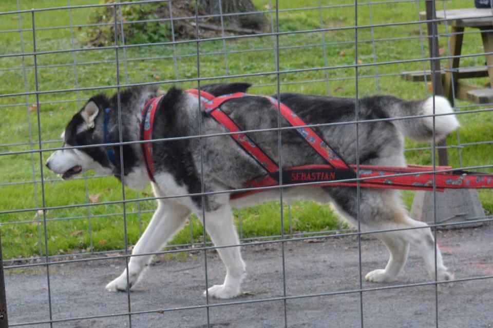 Canine Weight Pull