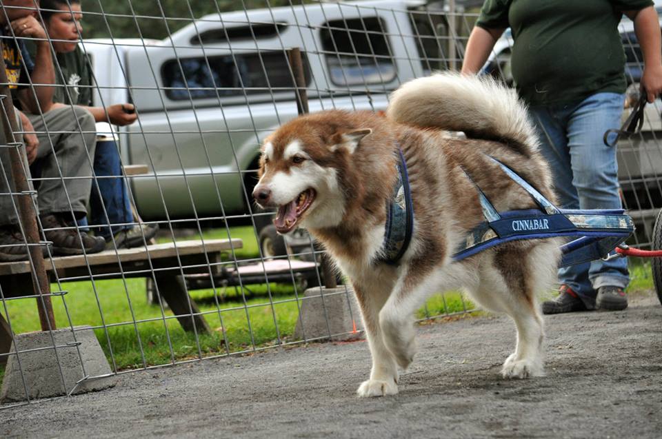 Canine Weight Pull