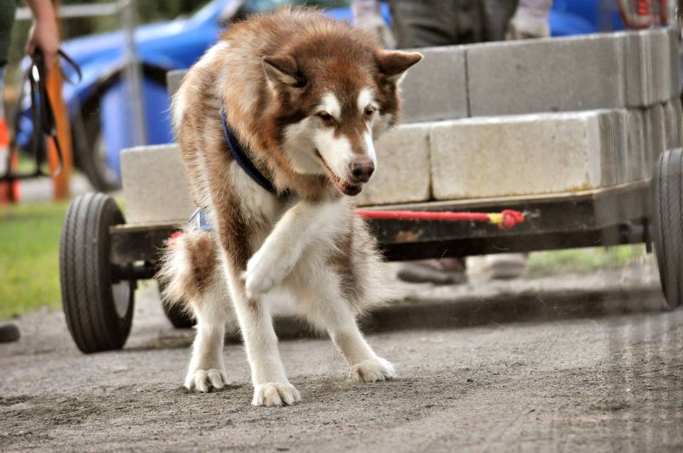 Canine Weight Pull