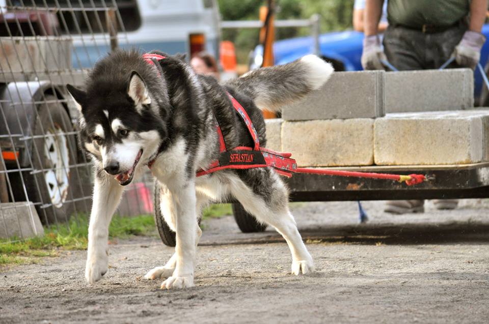 Canine Weight Pull