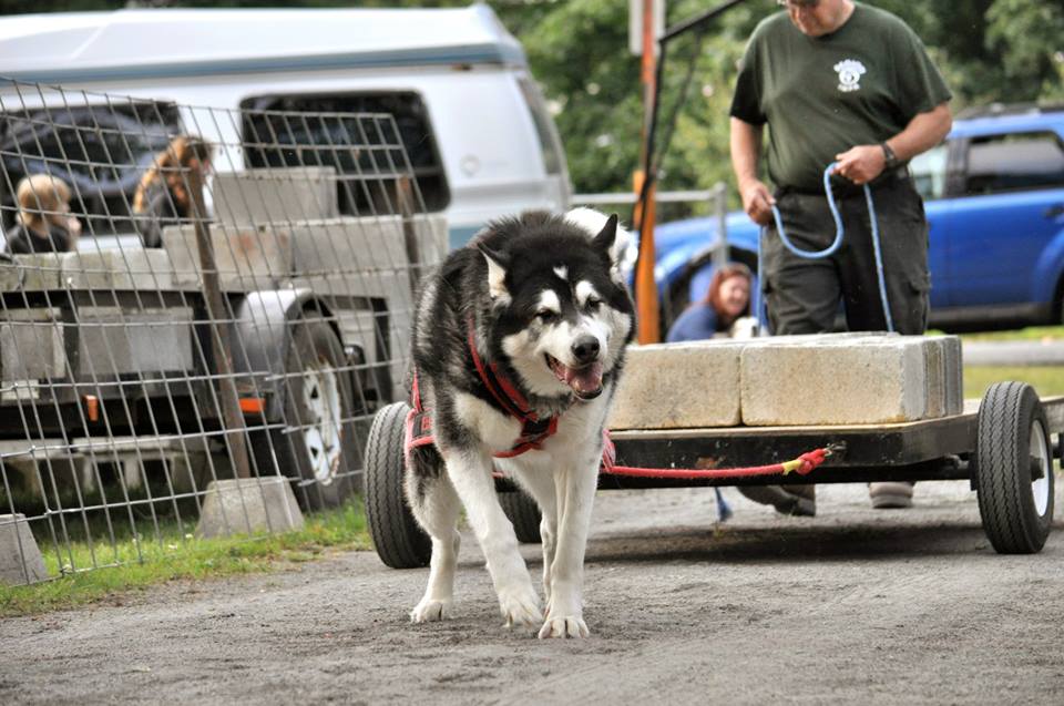 Canine Weight Pull