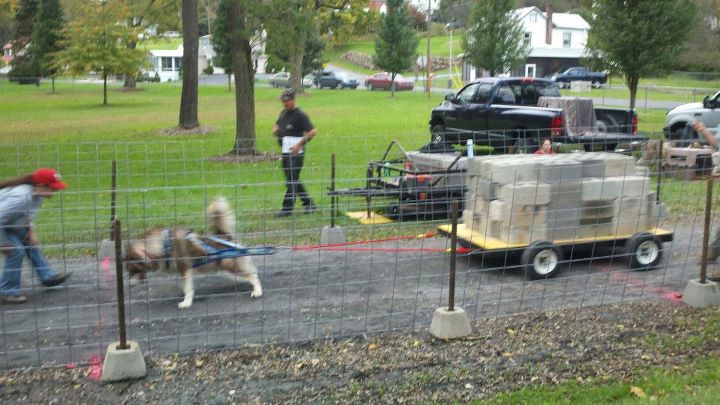 Canine Weight Pull