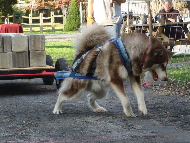 Canine Weight Pull