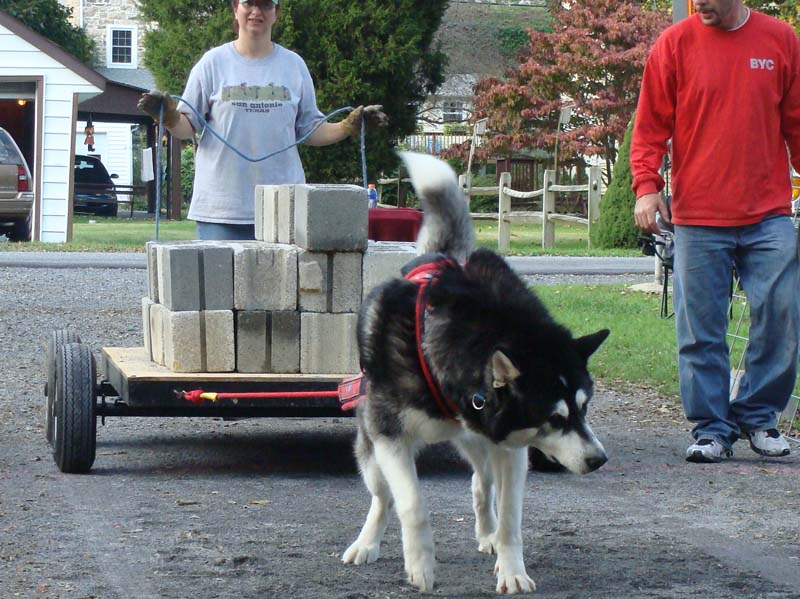 Canine Weight Pull