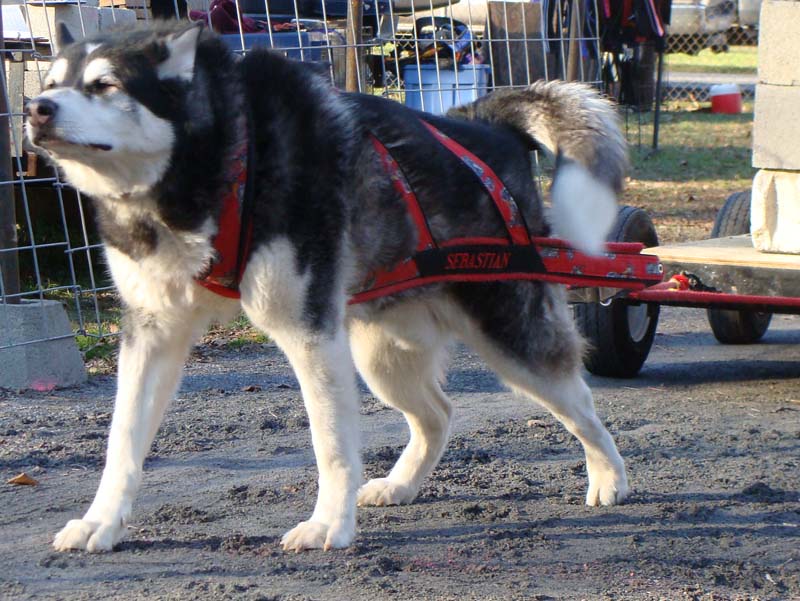 Canine Weight Pull