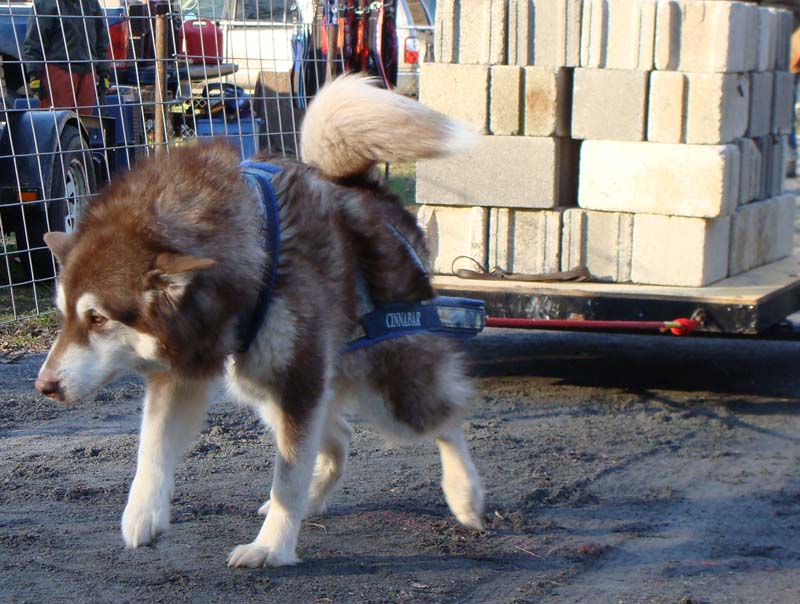 Canine Weight Pull