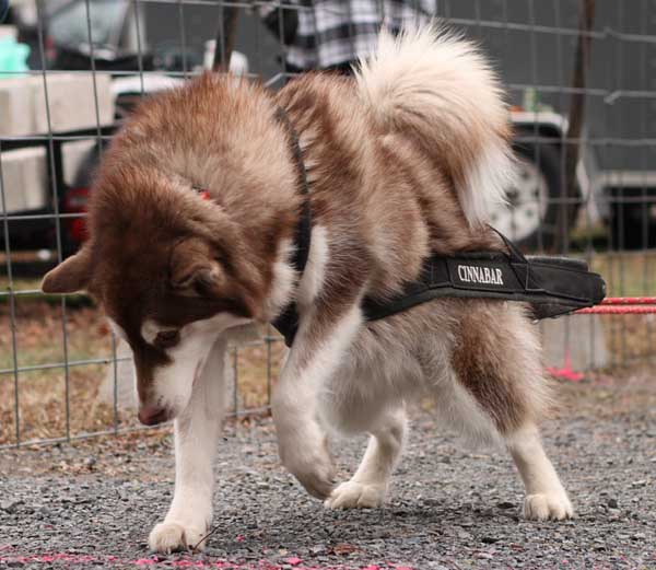 Port Clinton - IWPA Weight Pull - malamutes