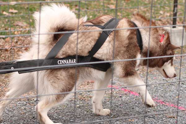 Port Clinton - IWPA Weight Pull - malamutes