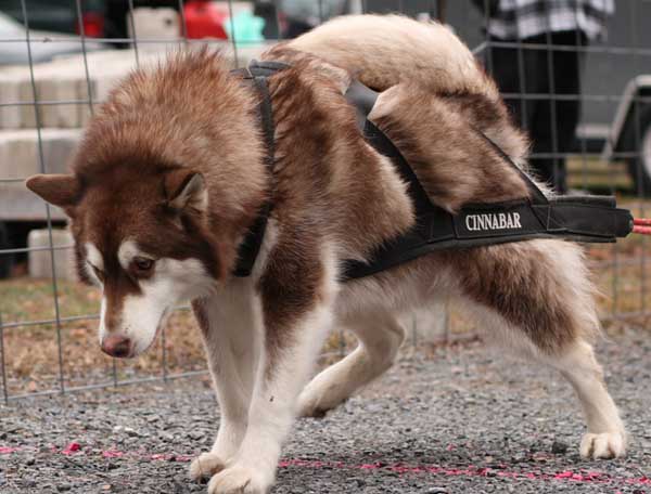 Port Clinton - IWPA Weight Pull - malamutes