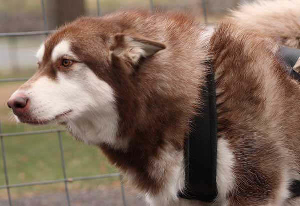 Port Clinton - IWPA Weight Pull - malamutes