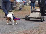 IWPA - Canine Weight Pull