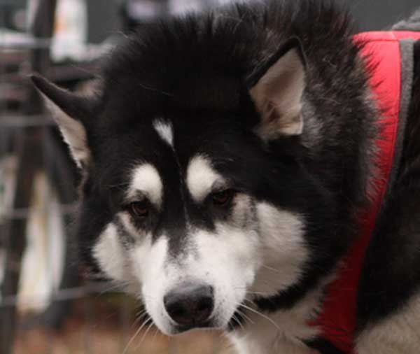 Port Clinton - IWPA Weight Pull - malamutes