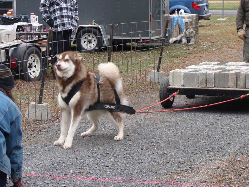 Port Clinton - IWPA Weight Pull - malamutes