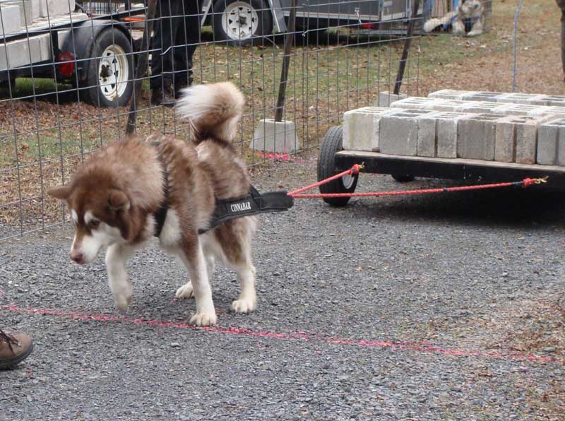 Port Clinton - IWPA Weight Pull - malamutes