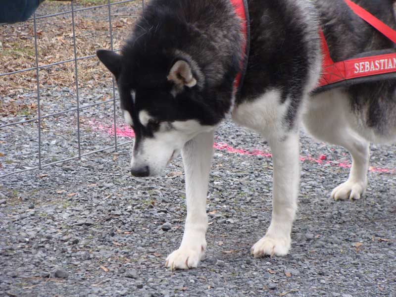 Port Clinton - IWPA Weight Pull - malamutes