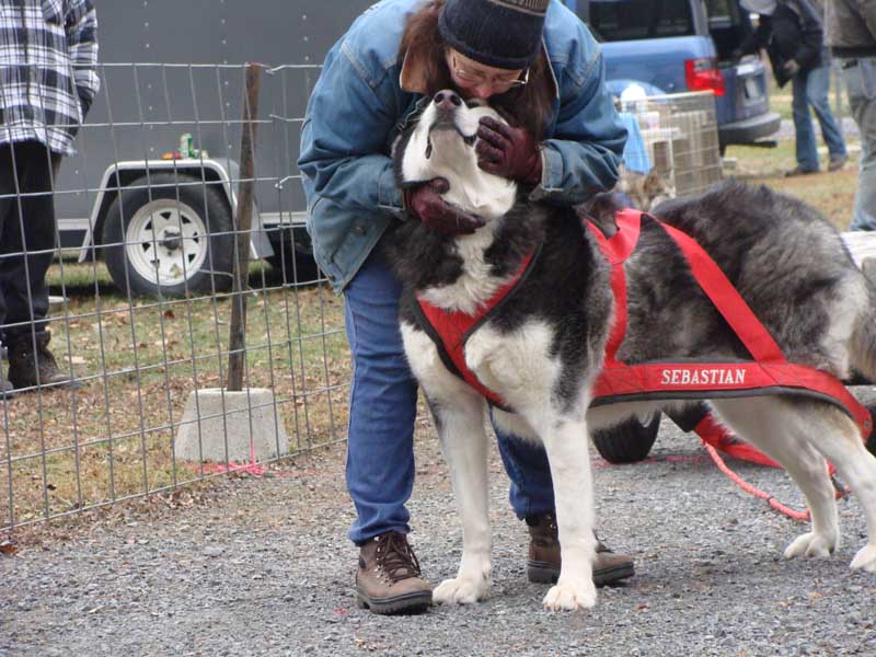 Port Clinton - IWPA Weight Pull - malamutes