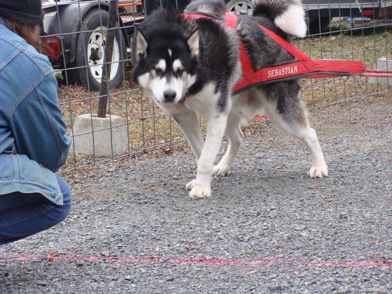 Port Clinton - IWPA Weight Pull - malamutes