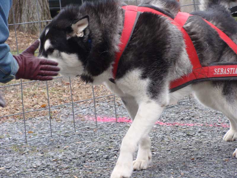 Port Clinton - IWPA Weight Pull - malamutes