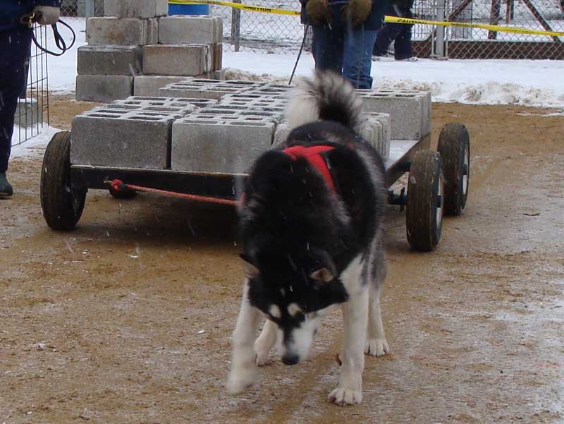 Port Clinton - IWPA Weight Pull January 10, 2009